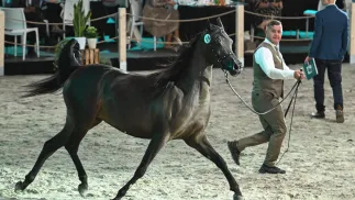 Klacz Pustynna Kalahari podczas 55. aukcji Koni Arabskich Czystej Krwi Pride of Poland w Janowie Podlaskim. Fot.  PAP/Wojtek Jargiło