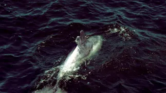 Delfin w Bałtyku, zdjęcie ilustracyjne, fot. PAP/Stefan Kraszewski