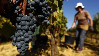 Winobranie we Francji. Fot. PAP/EPA/GUILLAUME HORCAJUELO