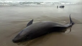Padły delfin Fot. PAP/EPA/KOICHI KAMOSHIDA