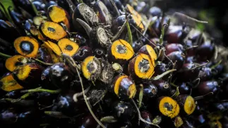 Owoce palmy olejowej. Fot. PAP/EPA/	DEDI SINUHAJI (zdjęcie ilustracyjne)