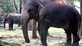 Słonie na Sri Lance, zdjęcie ilustracyjne, fot. PAP/EPA/M.A.PUSHPA KUMARA