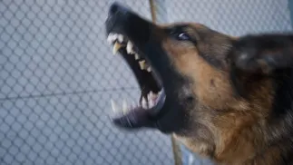 Wściekły pies, zdjęcie ilustracyjne, fot. PAP/Wojciech Pacewicz