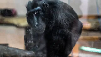 Małpa dostała się do stacji elektroenergetycznej. Fot. PAP/	Jakub Kamiński