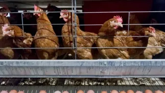 Ferma drobiu. Fot. PAP/Wojciech Pacewicz (zdjęcie ilustracyjne)