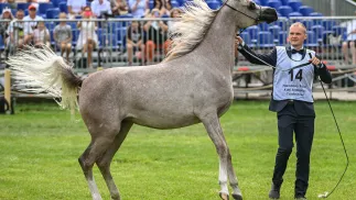 Konie w stadninie w Janowie Podlaskim. Fot. PAP/Wojtek Jargiło