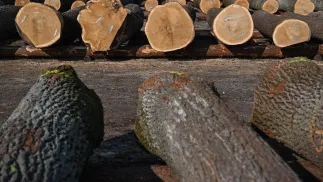 Drewno na składzie Fot. PAP/Darek Delmanowicz