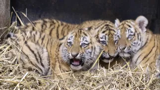 Młode tygrysy syberyjskie. Zdj. ilustracyjne. Fot. PAP/Krzysztof Świderski