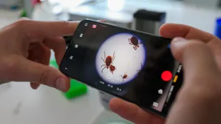 Kleszcze Fot. PAP/Lech Muszyński