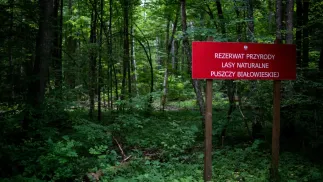 Puszcza Białowieska, fot. PAP/Michał Zieliński