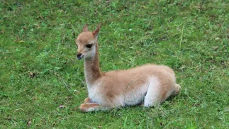 facebook.com/Warszawskie ZOO