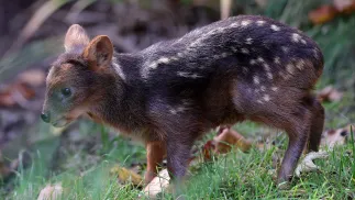 Samiczka pudu południowego. Fot. EPA/FRIEDEMANN VOGEL