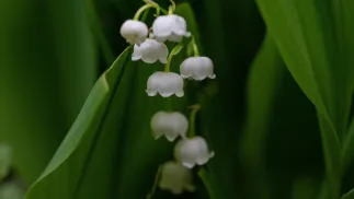 Konwalie. Fot. PAP/Darek Delmanowicz