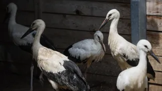Bociany białe Fot. PAP/Leszek Szymański