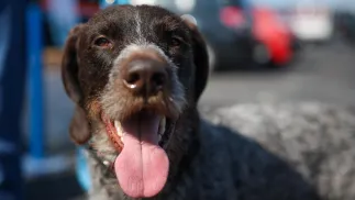 Pies (zdjęcie ilustracyjne). Fot. PAP/Łukasz Gągulski