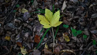 Jesienna przyroda Fot. PAP/Darek Delmanowicz