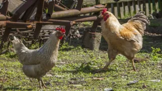 Kury. Fot. PAP/Łukasz Ogrodowczyk