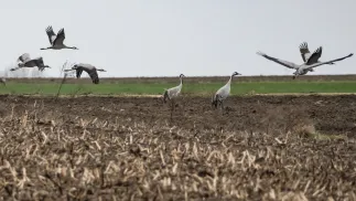 Żurawie, fot. PAP/Wojtek Jargiło