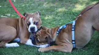 Psy (zdjęcie ilustracyjne). Fot. PAP/Krzysztof Świderski