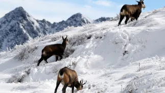 Stado kozic. Fot PAP/Grzegorz Momot