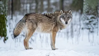 Wilk (Canis lupus) w Rezerwacie Pokazowym w Białowieży. Fot. PAP/Wojciech Pacewicz