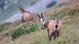 Kozice w Tatrach Fot. PAP/Grzegorz Momot