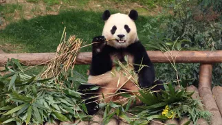 Panda wielka. Fot. EPA/Chung Sung-Jun