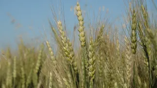 Zbiory zbóż w '25 ok. 37,3 mln t, ok. 6,7 proc. więcej niż w '24 - GUS. Fot. Adobe Stock/tomo81