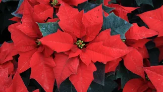 Gwiazda Betlejemska Fot. PAP/Lech Muszyński