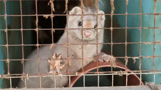 Norka w klatce. Fot. PAP/Lech Muszyński 