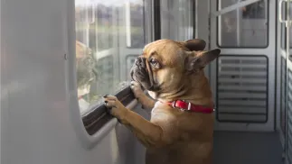 Buldog francuski w pociągu Fot. PAP/Wojciech Olkuśnik