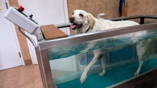 Pies podczas rehabilitacji w bieżni wodnej (zdjęcie ilustracyjne). Fot. PAP/Grzegorz Michałowski