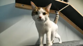 Schronisko w Szczecinie. Fot. PAP/Marcin Bielecki