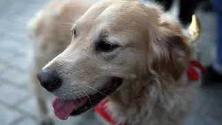 Pies (zdjęcie ilustracyjne). Fot. PAP/Łukasz Gągulski