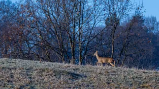 Zimowy poranek w Krasicach Fot. PAP/Darek Delmanowicz