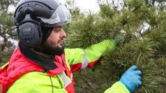 Szyszkarz podczas akcji zbierania szyszek w lesie w okolicach Klesna Fot. PAP/Lech Muszyński