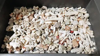 Fragmenty rafy koralowej, fot. Krajowa Administracja Skarbowa