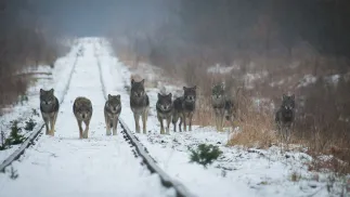 Wataha wilków. Fot. Adobe Stock/Marcin Zakrzewski