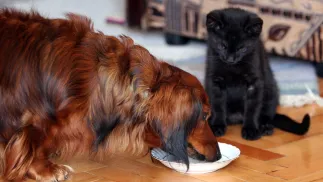 Pies i kot Fot. PAP/Andrzej Grygiel