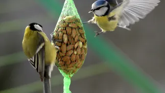 Modraszka (P) i bogatka (L) zjadają pokarm z balkonowego karmnika. Fot. PAP/Darek Delmanowicz