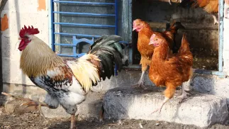 Obecnie głównym sposobem zwalczania obydwu chorób zakaźnych drobiu są działania bioasekuracyjne. Fot. PAP/	Tomasz Wojtasik