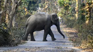 Słoń w Indiach, fot. PAP/EPA/PRANABJYOTI DEKA