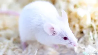 Mysz (zdjęcie ilustracyjne). Fot. PAP/Łukasz Gągulski