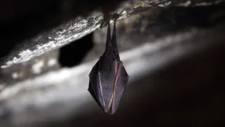 Nietoperz. Zdj. Ilustracyjne. Fot. PAP/EPA/JANOS VAJDA