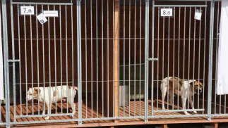 Wyremontowane schronisko dla zwierząt w Łodzi. Fot. PAP/Marian Zubrzycki