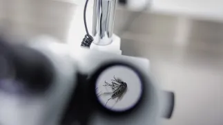 Komar pod mikroskopem. Zdj. ilustracyjne. Fot. PAP/EPA/Isaac Fontana 