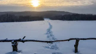 Ośnieżone pole Fot. PAP/Darek Delmanowicz