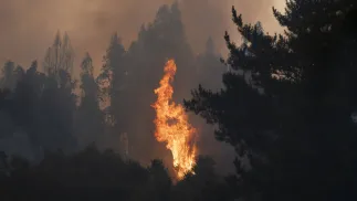 Pożary w Chile. Fot. PAP/EPA/ADRIANA THOMASA