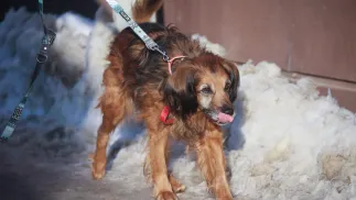 Pies. Zdjęcie ilustracyjne. Fot. PAP/Leszek Szymański