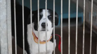 Schronisko dla zwierząt na Paluchu w Warszawie, 21 bm. Pracownicy placówki zaprezentowali pierwszy w Polsce specjalistyczny ambulans weterynaryjny. Pojazd umożliwia transport zwierząt wymagających tlenoterapii, stabilizacji oddechowej oraz natychmiastowego zabezpieczenia medycznego. Fot. PAP/Leszek Szymański